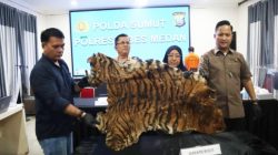 Tim Opsnal Sat Reskrim Polrestabes Medan Ciduk 2 Pemuda Penjual Kulit Harimau