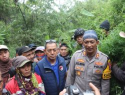 Polda Jatim dan Polres Lumajang Bongkar Ladang Ganja Raksasa di TNBTS, Ribuan Batang Diamankan