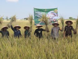 Bupati Haris dan Forkopimda Melakukan Panen Raya Padi Serentak