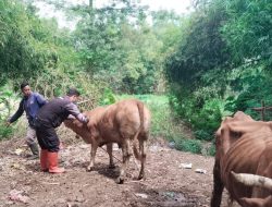 Pemkab Percepat Vaksinasi PMK Jelang Idul Adha 1446 Hijriyah