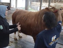 Sapi Lokal Lumajang Terpilih Jadi Kurban Presiden Prabowo, Sebuah Bukti Nyata Kualitas Peternakan Daerah yang Sangat Membanggakan