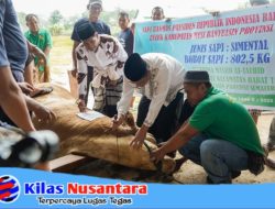 Sapi Qurban Presiden Prabowo Simental Seberat 802,5 Kg