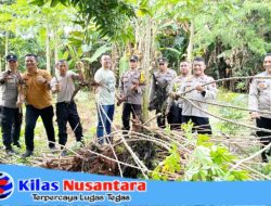 Polsek Sragi Gelar Panen Raya Ketela Dari Pekarangan Bergizi