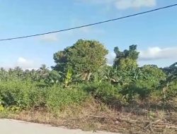 Program Ketahanan Pangan Penanaman Pisang Anggaran Dana Desa Tahun 2024 Diduga Syarat Mencari Keuntungan,