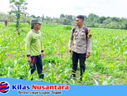 Dukung Asta Cita Pemerintah BKTM Polsek Pagar Alam Utara Aktif Sambang Kepetani Jagung
