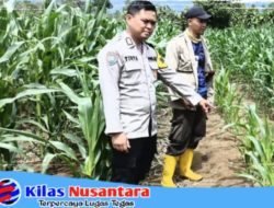 Polsek Dempo Selatan Monitoring Lahan Jagung Dukung Program Ketahanan Pangan