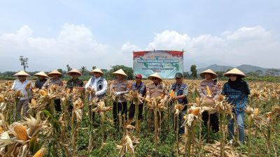 Tingkatkan Kesejahteraan Petani, Polresta Bandung Gelar Panen Raya Jagung Serentak Kuartal III di Ciparay