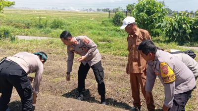 Iptu Fathan Malisi S.H Kembali Pimpin Penanaman Jagung di wilayah Hukum Polsek Solokanjeruk Polresta Bandung