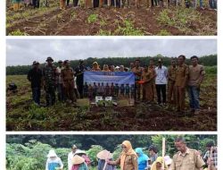 Program Jagung BUMDes Anega Jaya Jadi Tonggak Baru Pemberdayaan Ekonomi Desa