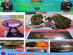 Pengedar Ganja di Sidorejo Berhasil Di Amankan Satresnarkoba Polres Pagaralam