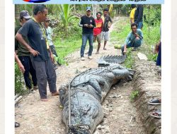 Heboh! Buaya 7 Meter Ditangkap Warga Reteh Inhil Hari Ini