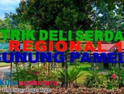 Ada Apa Manajemen Kebun Gunung Pamela PTPN IV Regional I ? Karyawan Laporkan Pencurian TBS Malah di PHK