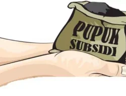 Pupuk Langka Petani Merana Terjadi di kecamatan Rantau Panjang Ogan Ilir di Tengah Ambisi Ketahanan Pangan Nasional