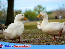 Aksi Pencurian Ternak Kembali Terjadi Di Desa Lantang