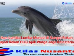 Pertanda Baik!, Pesut Mahakam Muncul di Sungai Rokan, Bupati Rohul H. Anton Serukan Konservasi