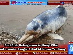 Ikan Lumba Lumba Viral Ditemukan Mati, Tinggalkan Kenangan Pilu