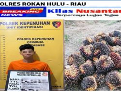Kepergok Melangsir Sawit Curian, Residivis Diamankan Warga dan Diserahkan ke Polsek Kepenuhan
