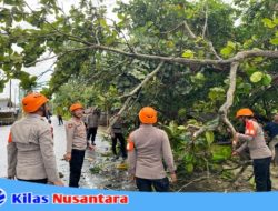 Respon Cepat, Tim SAR Samapta Polres Pangandaran Evakuasi Pohon Tumbang di Kawasan Batu Hiu