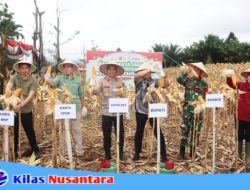 Panen Jagung Serentak Kuartal IV Tahun 2026 melalui Zoom Meet