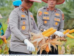 Kapolres Rohul Tegaskan Komitmen Swasembada Pangan Saat Panen Jagung Serentak di Rambah Samo