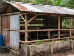 Proyek BUMDesma Sei Bamban Rp85 Juta yang Bersumber dari Dana Ketapang Diduga Sarat Korupsi