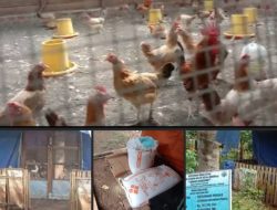 Program Penggemukan Ayam dan Ternak Ayam kampung Petelur Bumdes Sinar Harapan Desa Tengah Padang Disorot Publik Dana Tahun 2025 Rp 197 Juta Diduga Mengalami Kegagalan,
