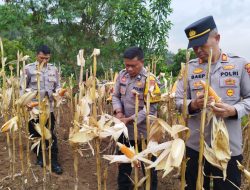 Dukung Program Ketahanan Pangan, Polsek Cileunyi Kolaburasi dengan Kelompok Tani gelar Panen Jagung Hibrida