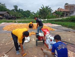 Polsek Pacet Polresta Bandung Laksanakan Pemantauan Serta Pemipilan Jagung Hasil Panen
