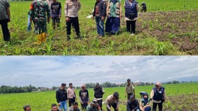 Kapolsek Solokanjeruk Iptu Fathan Malisi S.H Laksanakan Penanaman Jagung di Wilayah Desa Langensari