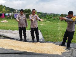Dukung Swasembada Pangan, Wakapolsek Cileunyi bersama Anggota Tinjau Langsung Penjemuran Jagung Hibrida Hasil Panen Petani