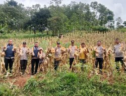 Gelar Panen Raya Jagung, Polsek Cileunyi dan Petani Kolaborasi Dukung Ketahanan Pangan Lokal