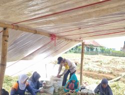 Dukung Ketahanan Pangan , Bhabinkamtibmas Desa Ciluncat Sambang Petani Bwang Merah