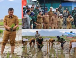 Hidupkan Lahan Tidur, Bupati Monadi Pimpin Tanam Padi dengan Metode SRI Jajar Legowo di Pendung Talang Genting