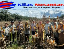 Kapolsek Rambah Hilir Iptu Okto Wahyudi Turun Langsung Kawal Panen Jagung Di Desa Rambah, Dukung Ketahanan Pangan Nasional