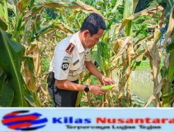 Panen Raya Lapas Kuningan, Langkah Nyata Wujudkan Warga Binaan Mandiri dan Produktif