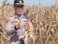 Kapolsek Solokanjeruk Pimpin Panen Raya Jagung Pipil Di Wilayah Desa Padamukti