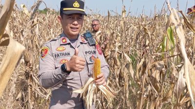 Kapolsek Solokanjeruk Pimpin Panen Raya Jagung Pipil Di Wilayah Desa Padamukti