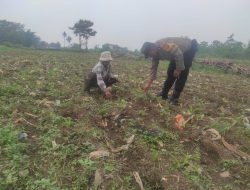 Polsek Rancaekek Dukung Swasembada Pangan, Monitoring Lahan Jagung Hibrida di Wilayah Linggar