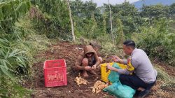 Bhabinkamtibmas Desa Sukajadi Sambangi Petani Ubi untuk Dukung Ketahanan Pangan dan Jaga Kamtibmas Lingkungan