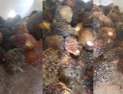 Diduga Jadi Korban Mafia Sawit PTPN IV Pasir Mandoge, Karyawan “JA” Dijebak & Dipaksa Mundur: Langgar UU Cipta Kerja, Terancam Pidana
