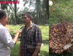 Diduga Langgar SOP, TBS Mentah di Afdeling 3 Blok Y 20 Kebun Gunung Pamela PTPN IV Dipanen Tanpa Nomor