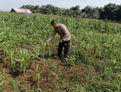 Polsek Paseh Lakukan Pemeliharaan Jagung Hibrida di Lahan Non Baku Sawah Dukung Ketahanan Pangan 2026