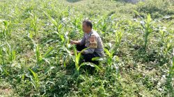 Bhabinkamtibmas Polsek Rancaekek Monitoring Lahan Jagung Hibrida, Dukung Program Swasembada Pangan