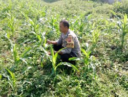 Bhabinkamtibmas Polsek Rancaekek Monitoring Lahan Jagung Hibrida, Dukung Program Swasembada Pangan