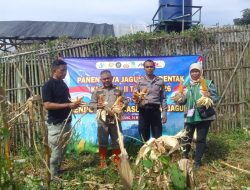 Polsek Cikancung Bersama Kelompok Tani Panen Jagung Hibrida Di Lahan Non Lbs
