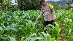 Bhabinkamtibmas Desa Cimenyan Sambangi Kebun Jagung, Wujud Dukungan Ketahanan Pangan