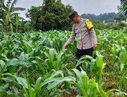 Bhabinkamtibmas Desa Cimenyan Sambangi Kebun Jagung, Wujud Dukungan Ketahanan Pangan