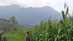 Bhabinkamtibmas Desa Mekarlaksana Laksanakan Pengecekan Lahan Jagung Hibrida untuk Dukung Ketahanan Pangan Nasional