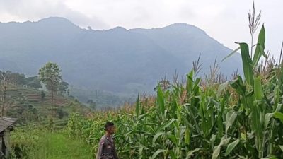 Bhabinkamtibmas Desa Mekarlaksana Laksanakan Pengecekan Lahan Jagung Hibrida untuk Dukung Ketahanan Pangan Nasional