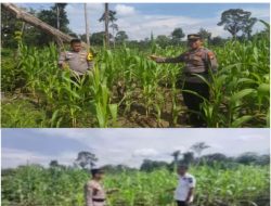 Perkuat Program Ketahanan Pangan Nasional, Polsek Rambah Samo Tinjau Tanaman Jagung di Sei Salak